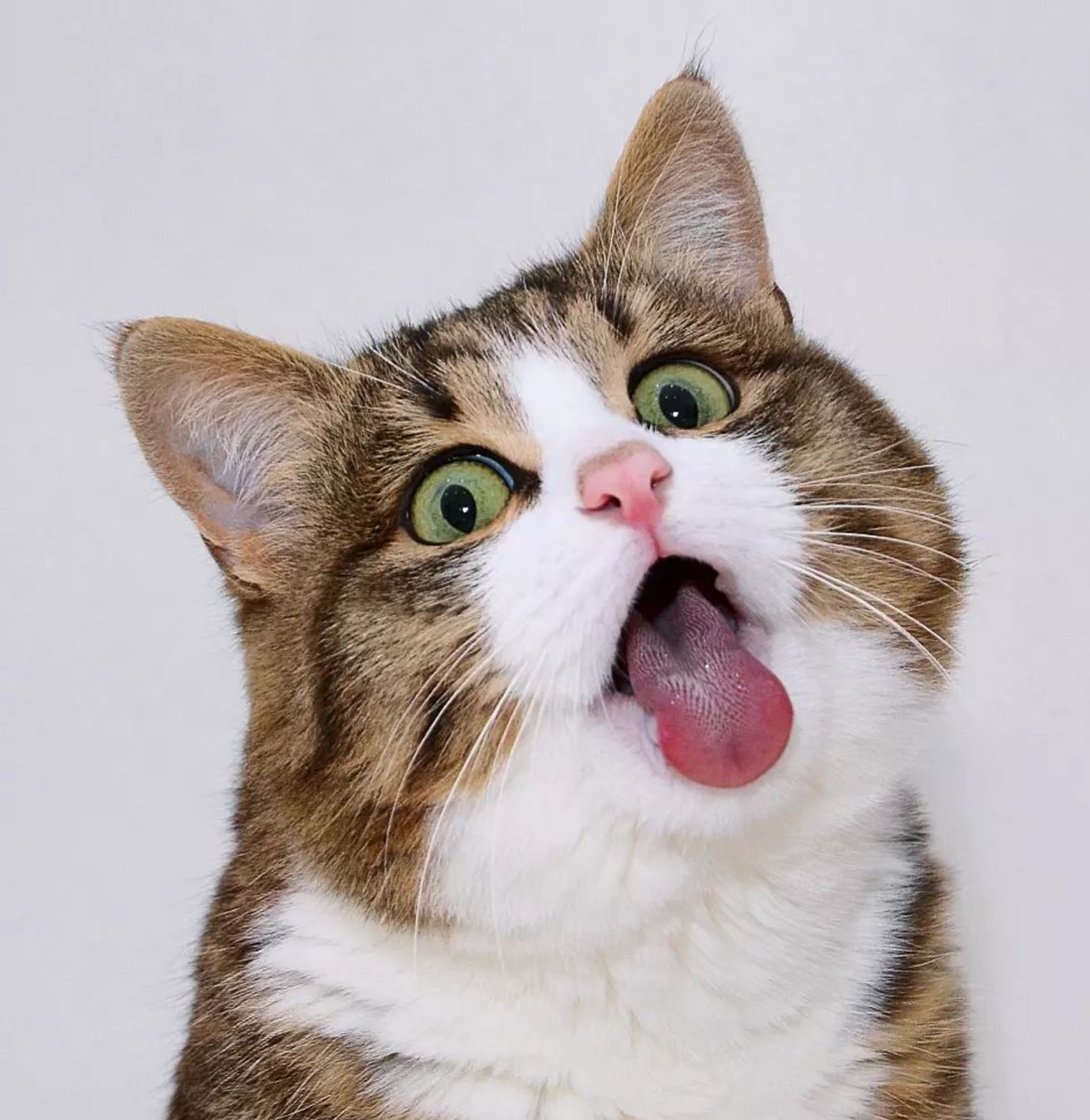 Expressive Cat Pet of the week: Meet Rexie, the most expressive cat in the world AKA ...