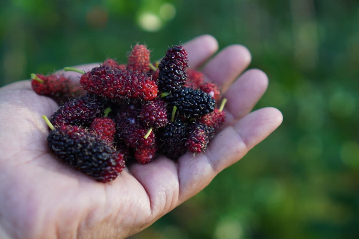 Mulberries