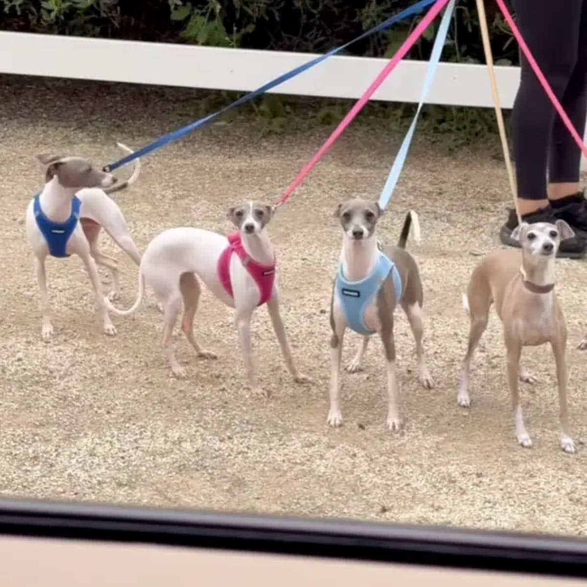  Norman, Harlie, Rosie, and Sophia. 