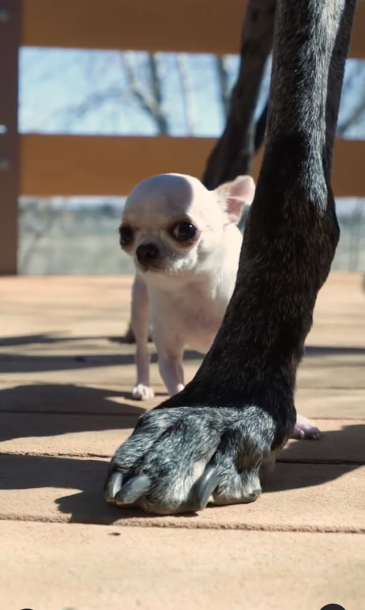 Reggie and Pearl, the tallest and the shortest living dogs