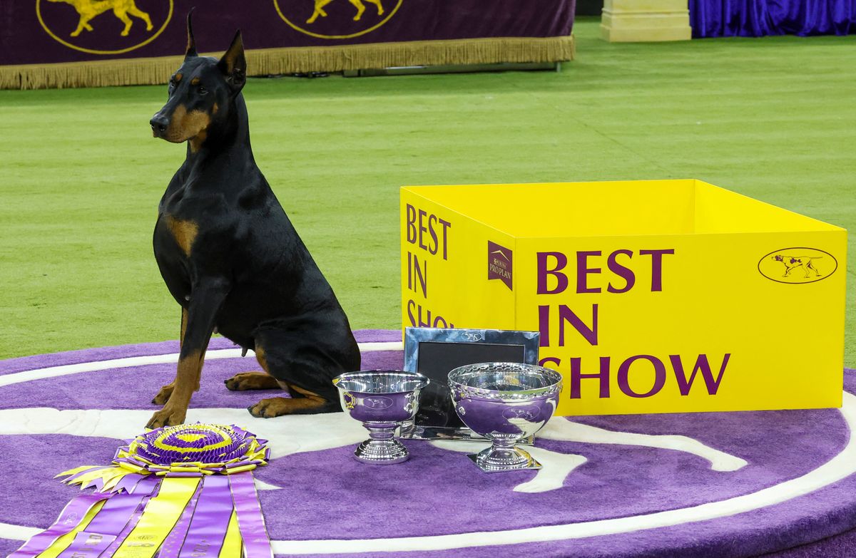 Crowned Best in Show at the Westminster Kennel Club Dog Show’s historic 150th anniversary on Feb. 3, 2026, Penny delivered a performance that sealed her place in canine history.