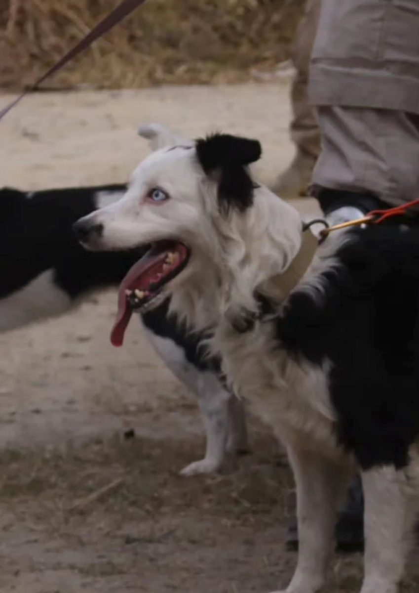Once an abandoned puppy living on the streets of Caracas, Tsunami went on to become one of Venezuela's most celebrated rescue dogs.