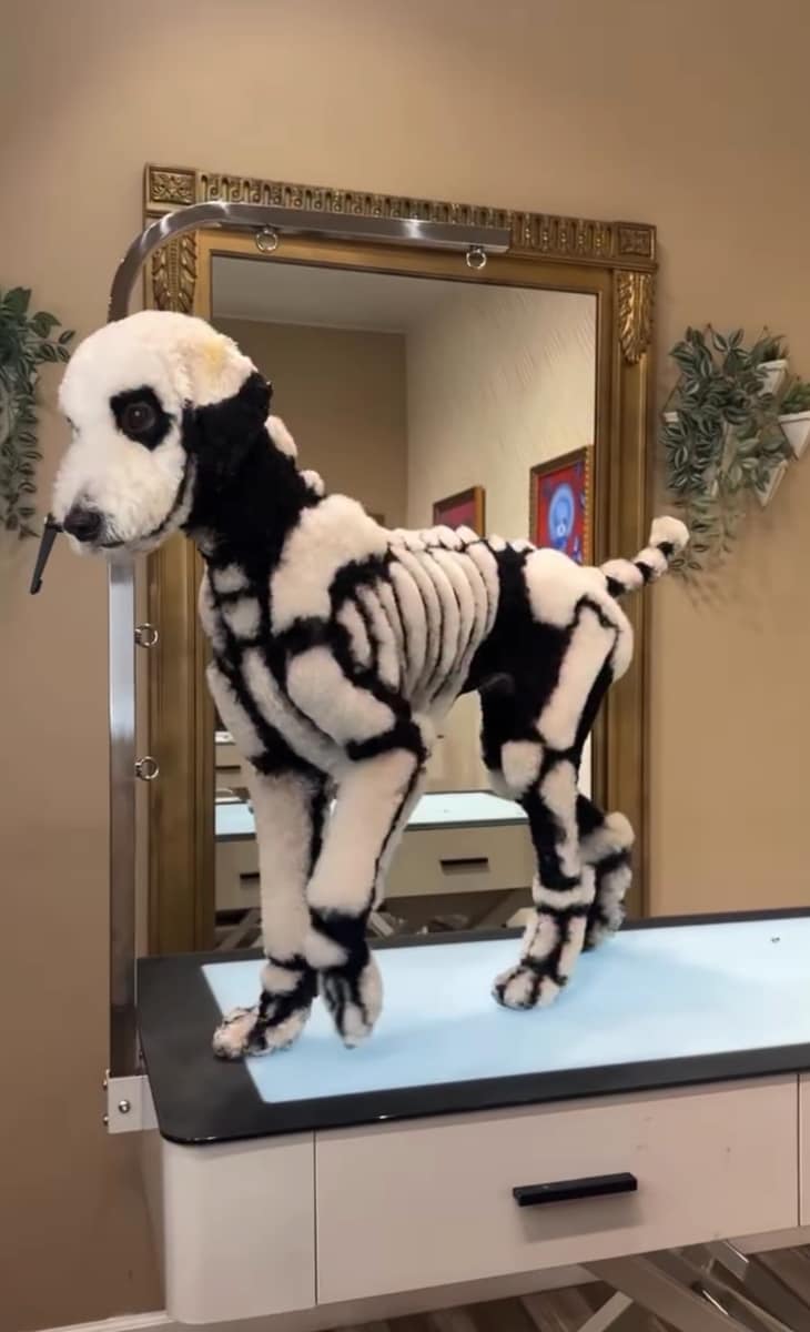 His work celebrates not just the beauty of grooming, but also the joy of transforming pets into living, wagging works of art.