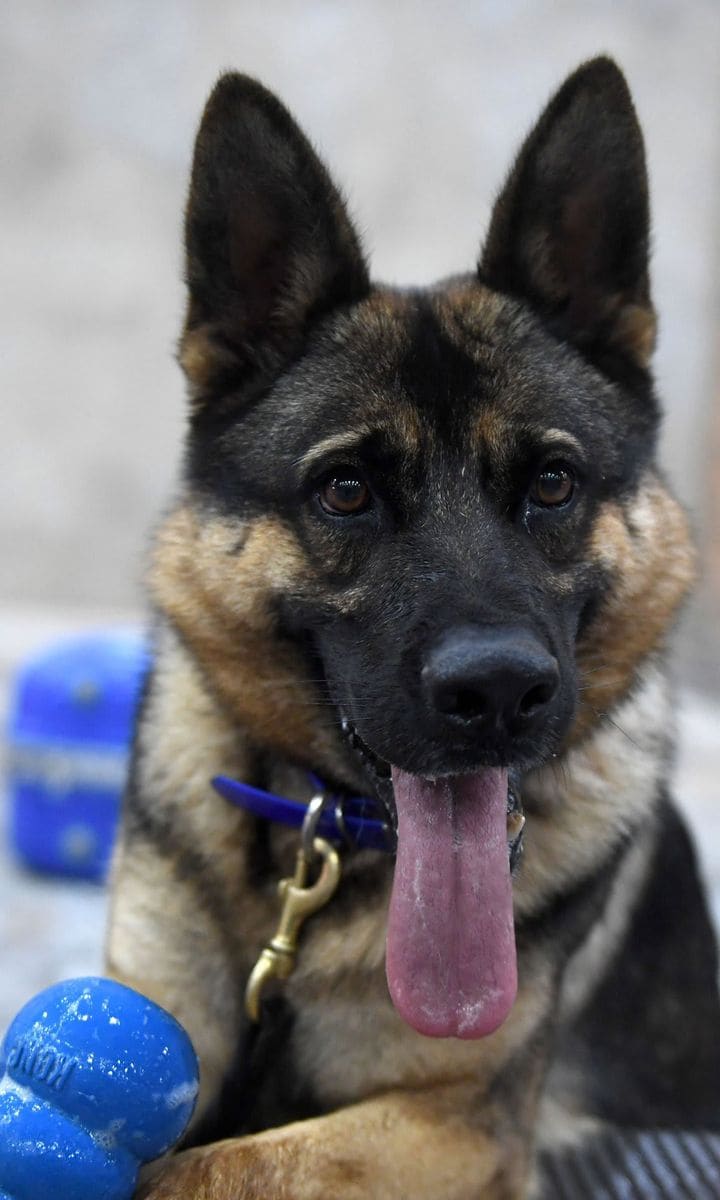German Shepherd dog