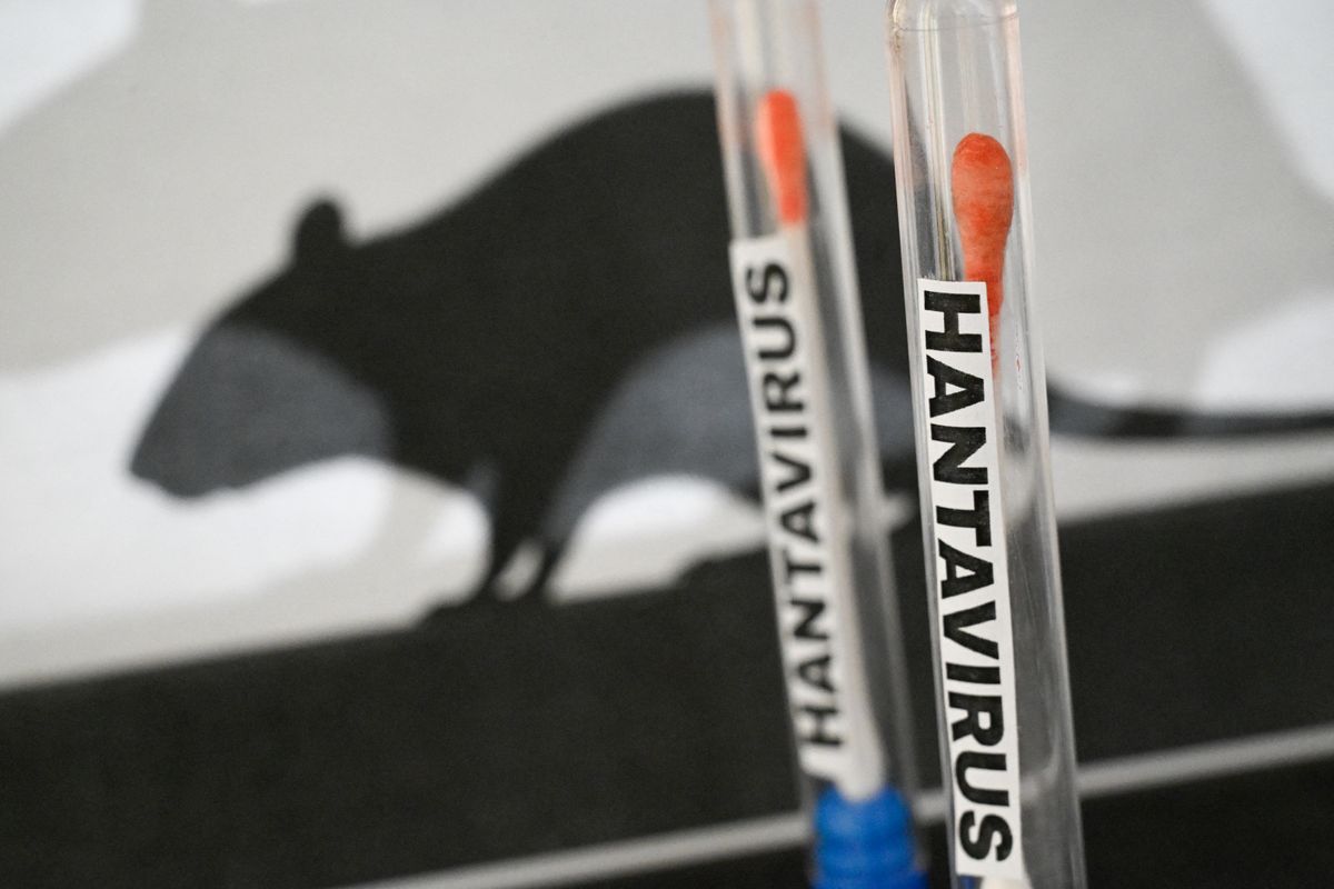 Hantavirus is a group of viruses carried mainly by rodents such as mice and rats. Humans become infected most often by breathing in microscopic particles contaminated with rodent urine, saliva, or droppings. 