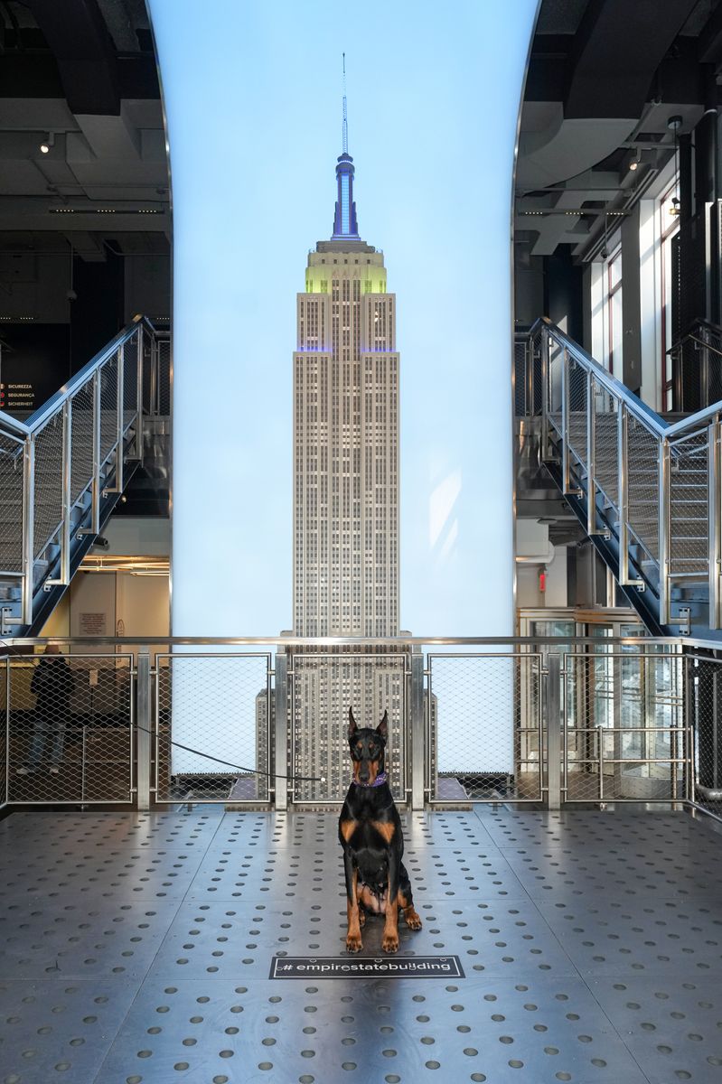 According to her co-owner Theresa Connors-Chan, the Doberman’s post-show life will center on connection rather than competition.