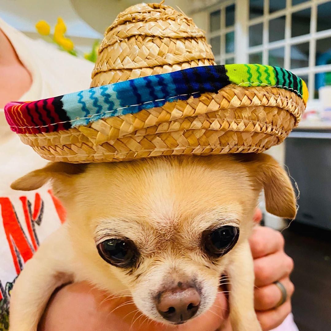 Sofia Vergara dog