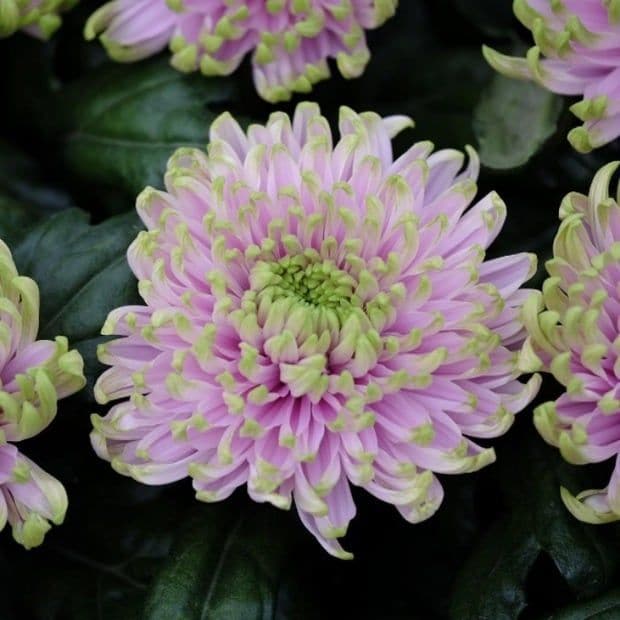 Will and Kate also viewed a new flower named after their daughter Princess Charlotte.
<br>
Photo: Instagram.com/kensingtonroyal