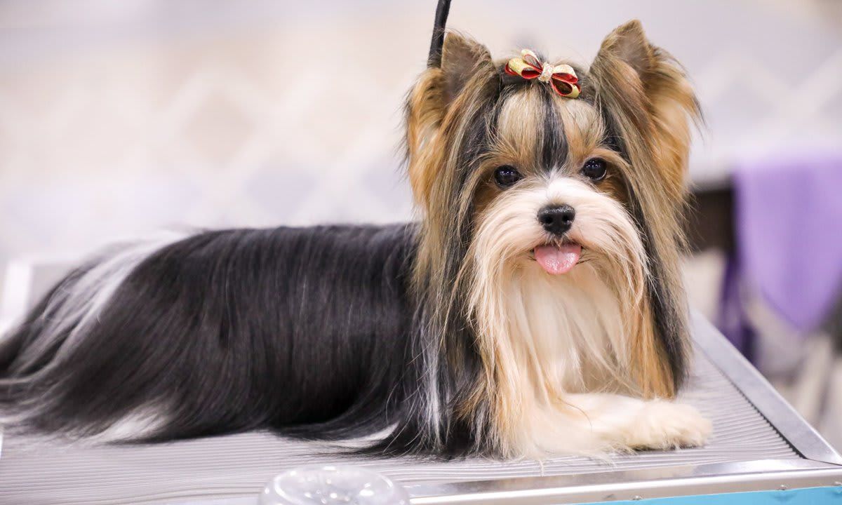 The National Dog Show Presented by Purina - Season 2021