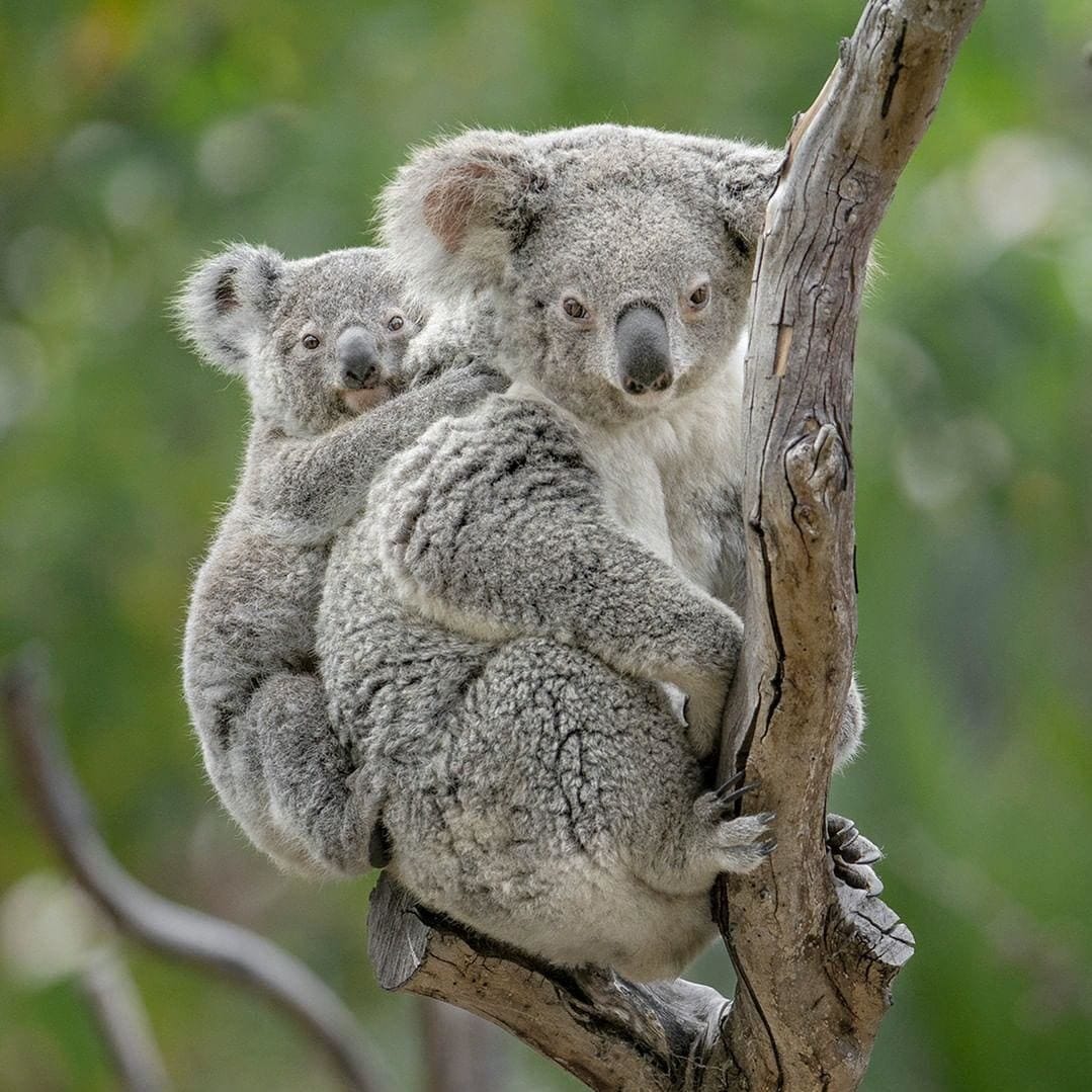 Family Vacation