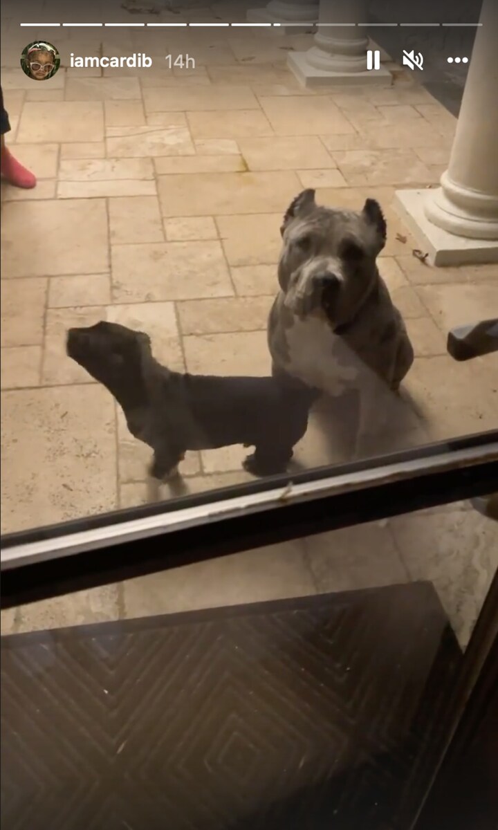 Cardi B's pitbull