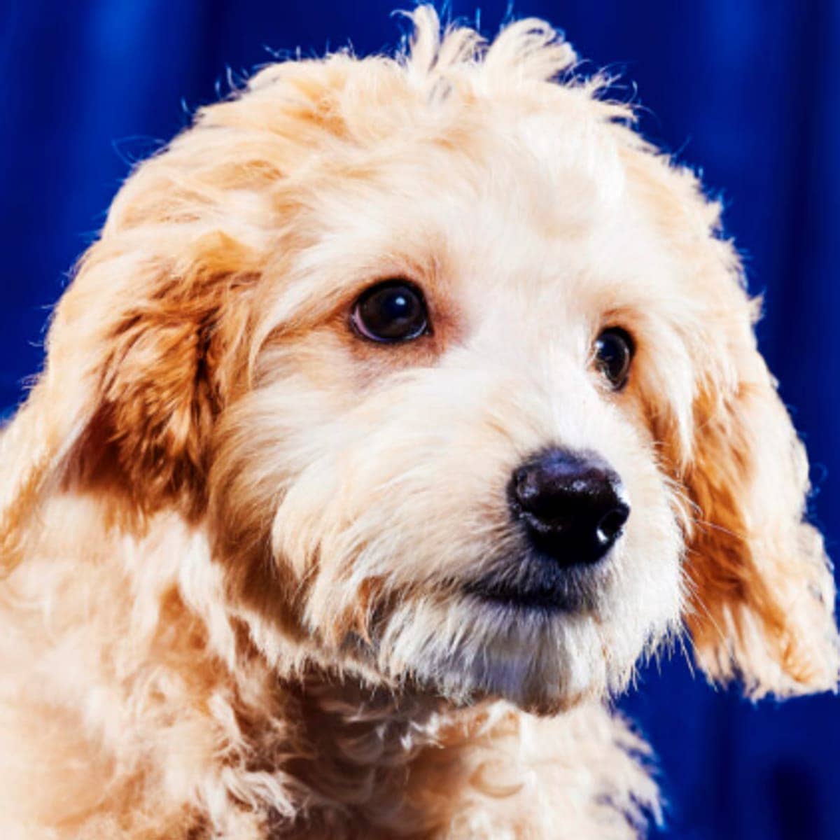 Davinci, Team Ruff - Florida Little Dog