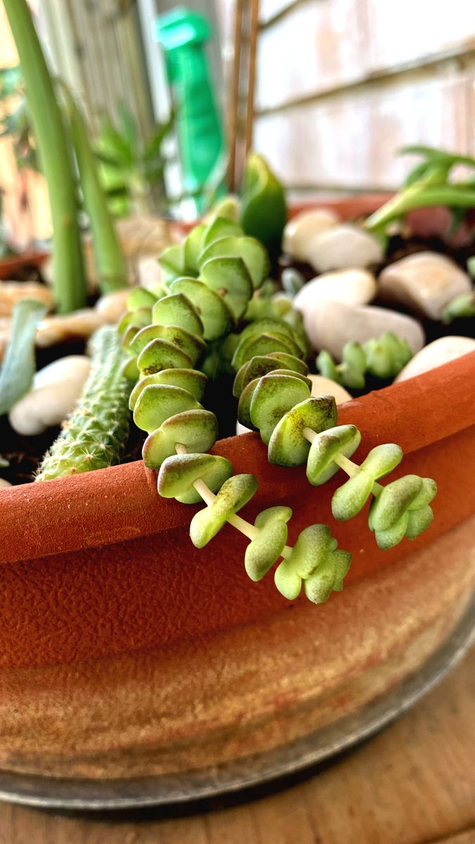 Vibrant green spring button 