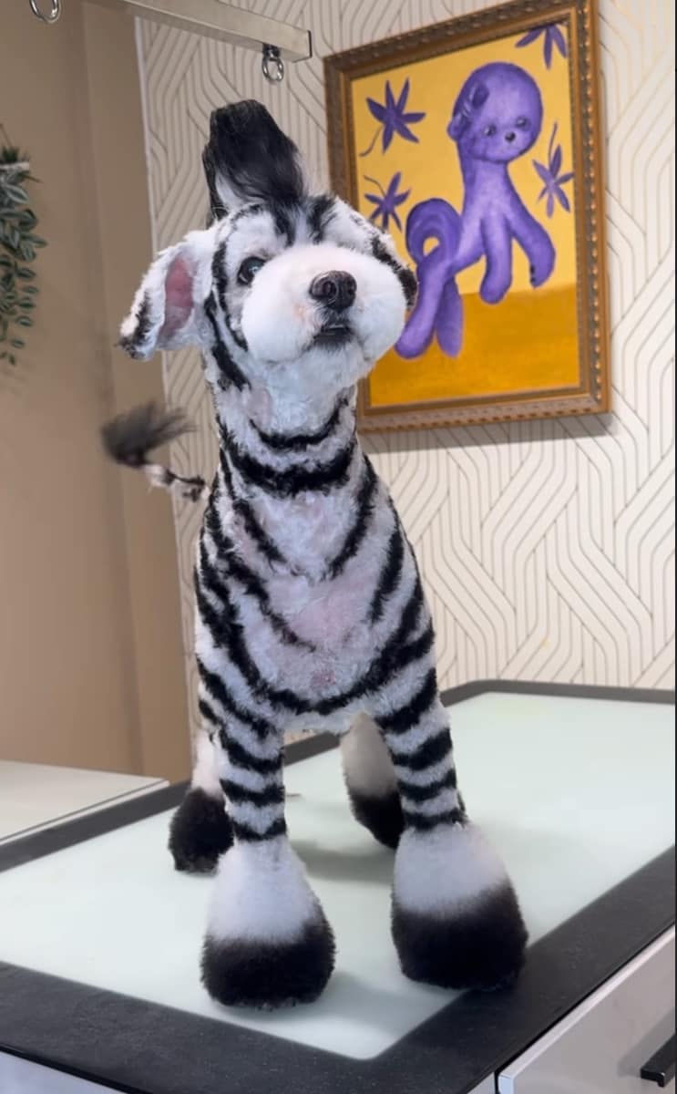 From giraffes to tigers, these pups are ready to trick-or-treat