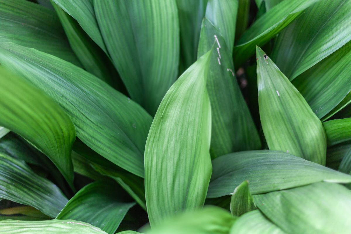 Cast Iron Plant