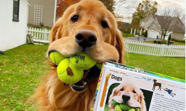 Pet of the week This dog broke world record for most tennis balls in his mouth