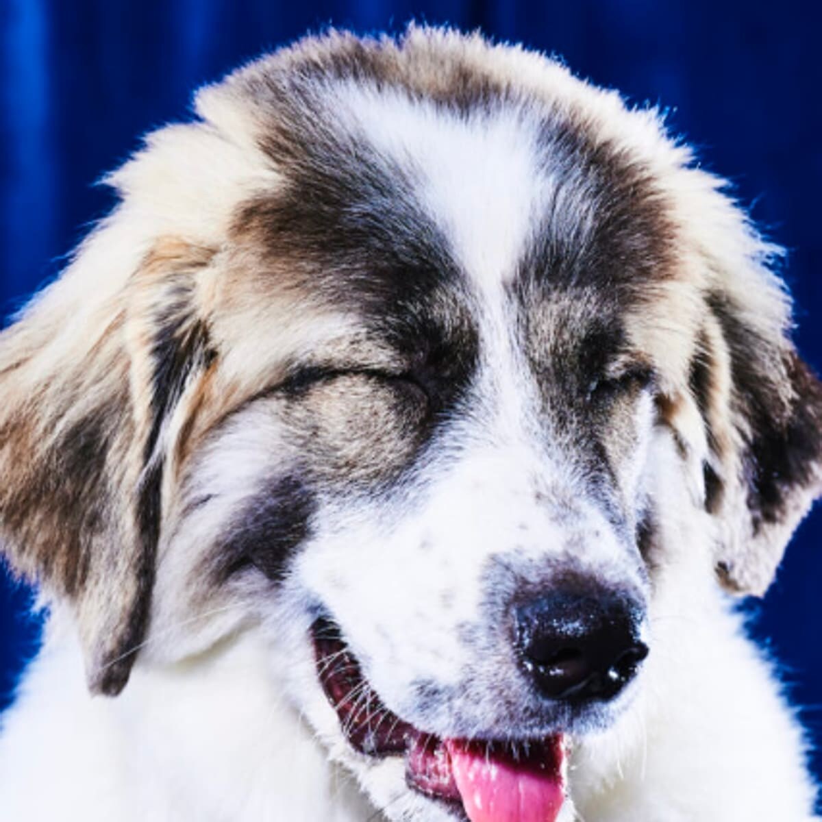 Sven, Team Ruff - Humane Society of Pikes Peak Region (HSPPR)