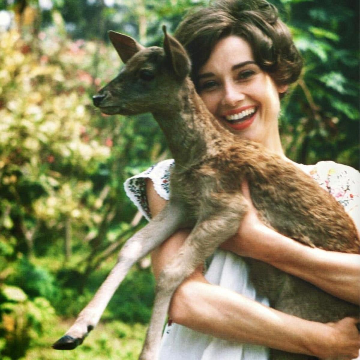 Audrey Hepburn's fawn