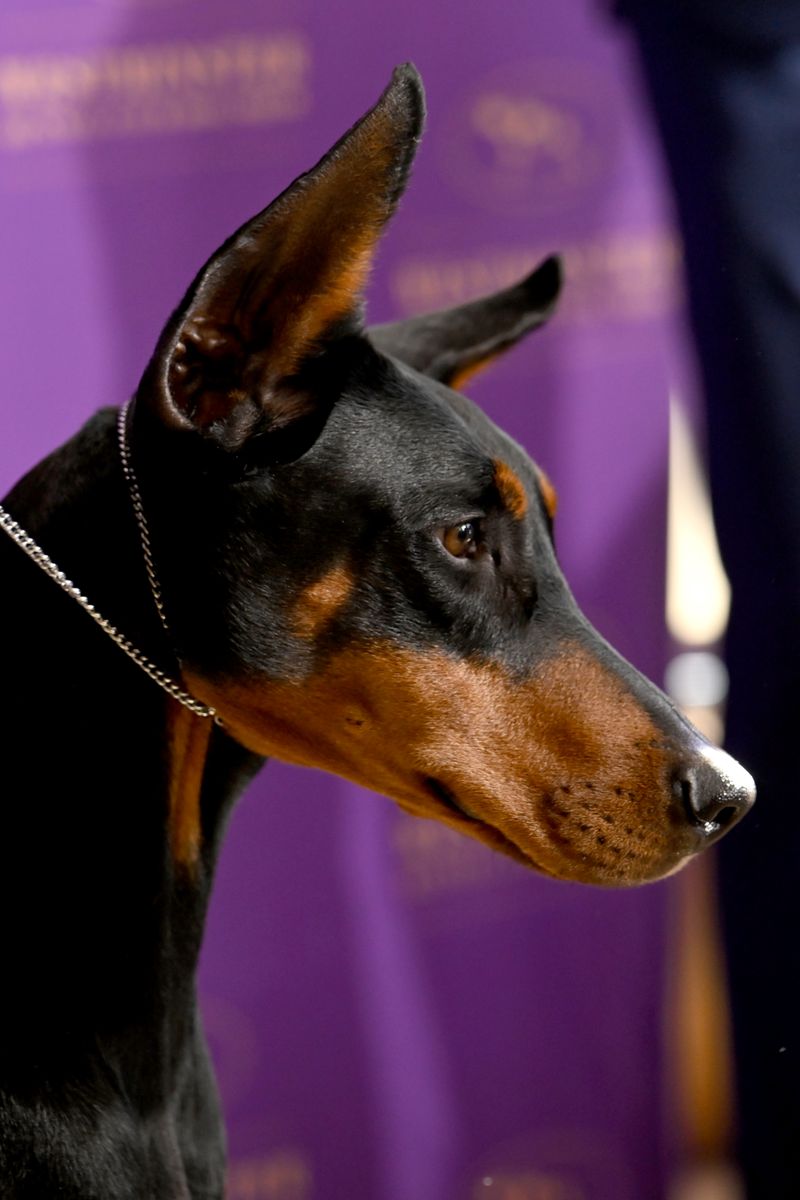 For one electric night at Madison Square Garden, Penny the Doberman Pinscher stood alone at the center of the dog world. 