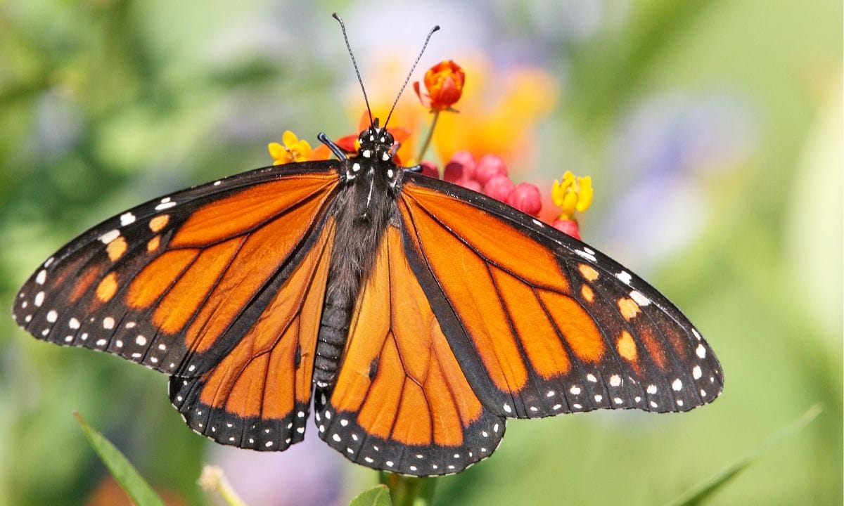 Discover your spirit animal based on your birth date