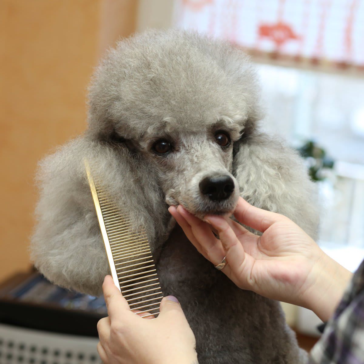 Poodle dog
