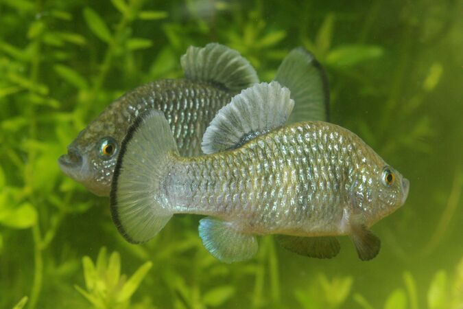Charco Azul Pupfish