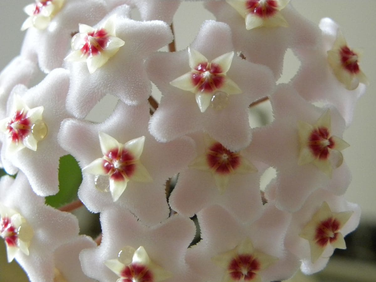 Hoya Plant: Low-maintenance beauty with show-stopping blooms