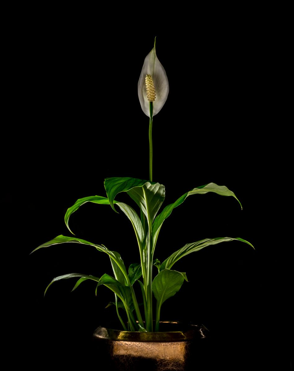 Peace Lily