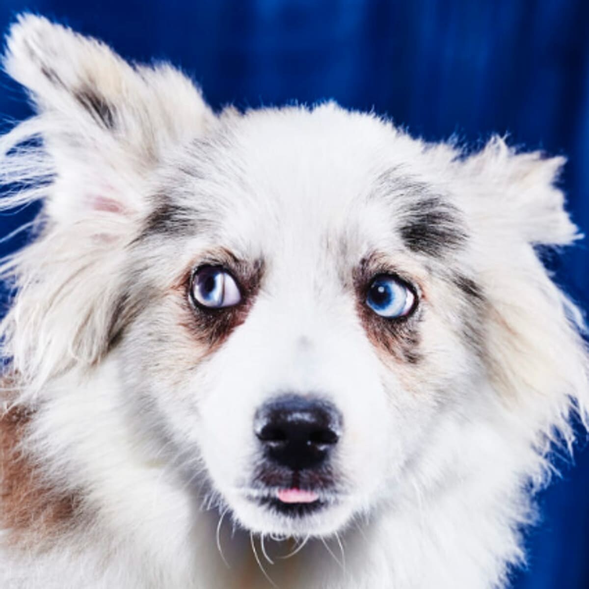 Jimmy Kibble, Team Ruff - Florida Little Dog