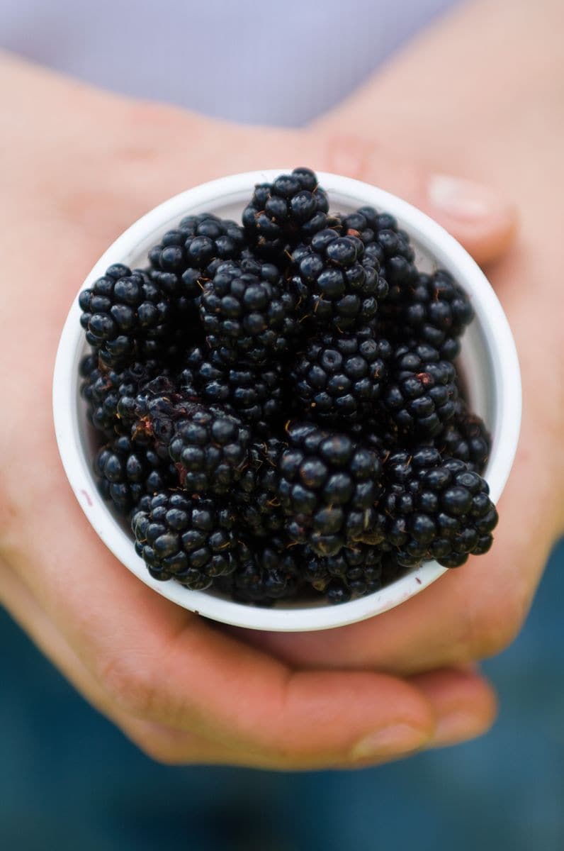 Blackberries: The Edgy Cousin With Major Health Benefits