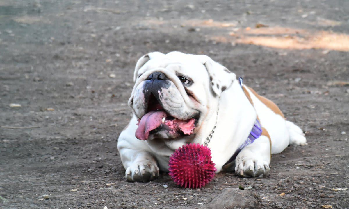 Bulldog dog