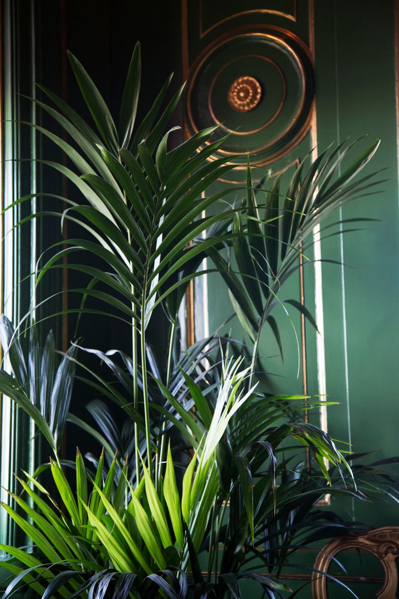 Parlor Palm