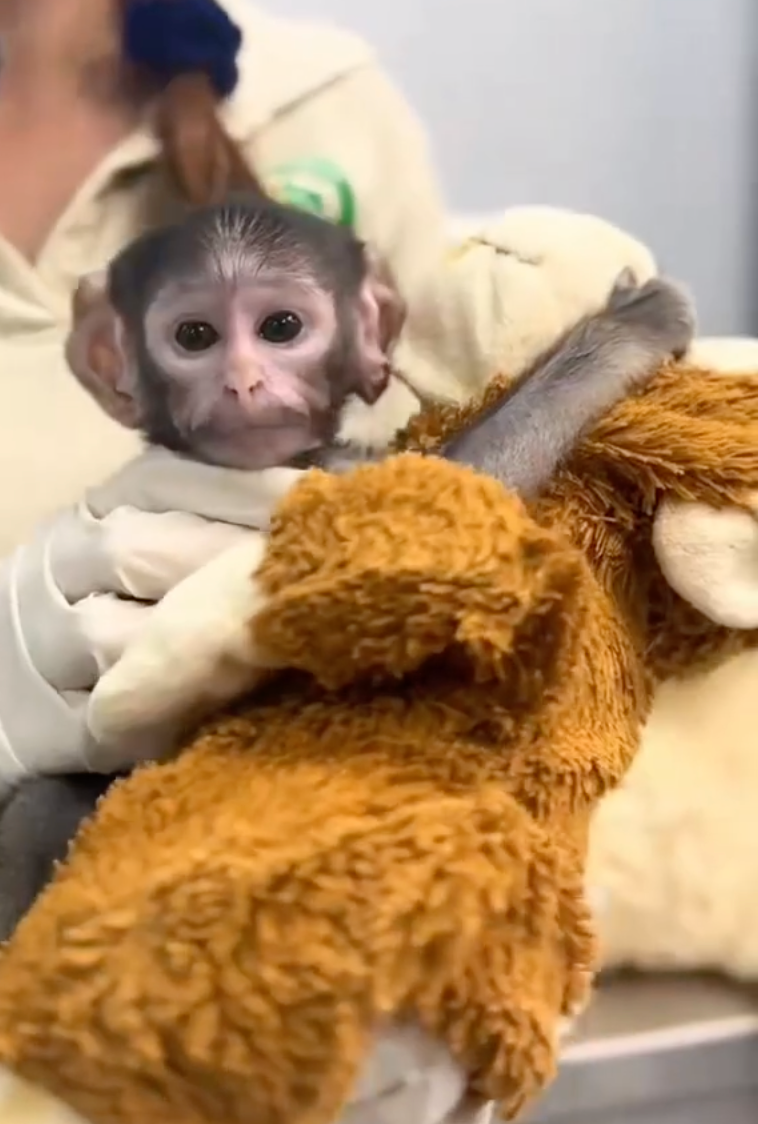Baby monkey in Mexico goes viral: Yuji’s teddy bear attachment draws comparisons to Japan’s ‘Punch’ monkey