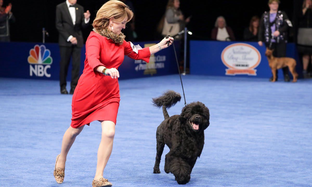 The National Dog Show Presented by Purina - Season 2021