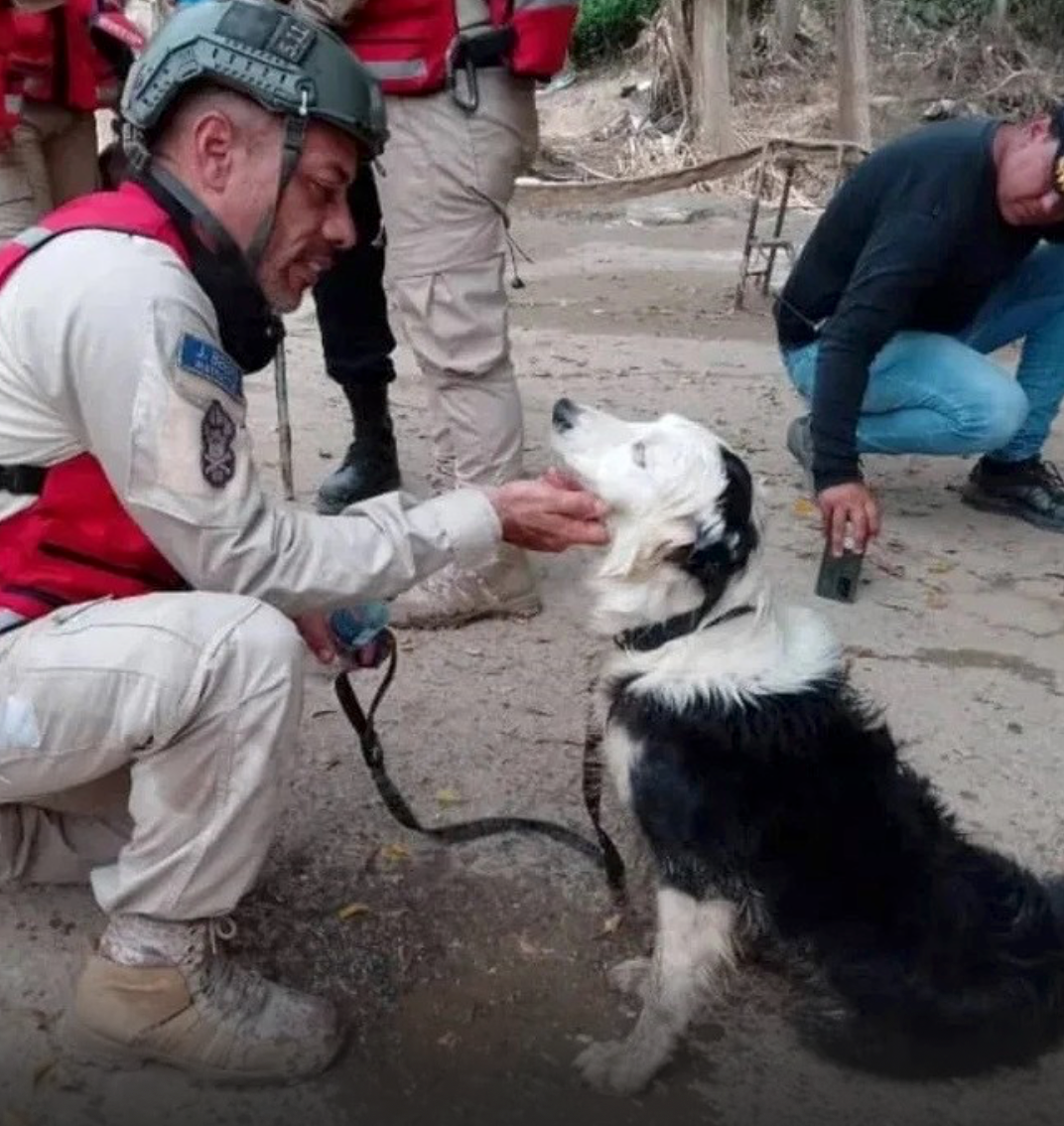 Tsunami became a symbol of hope after helping rescue at least 13 people trapped beneath the rubble following Venezuela's devastating June 2026 earthquakes.
