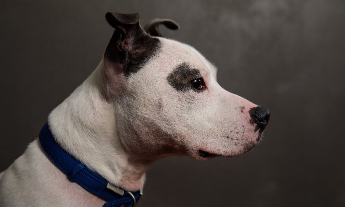 Battersea Dogs Home's Long Stay Dogs