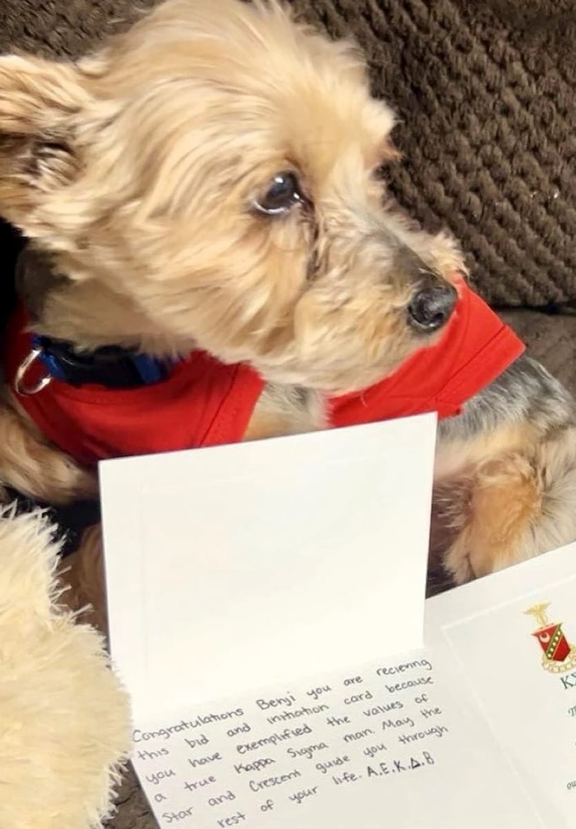  This tiny dog went missing for 5 years, then showed up at a frat house