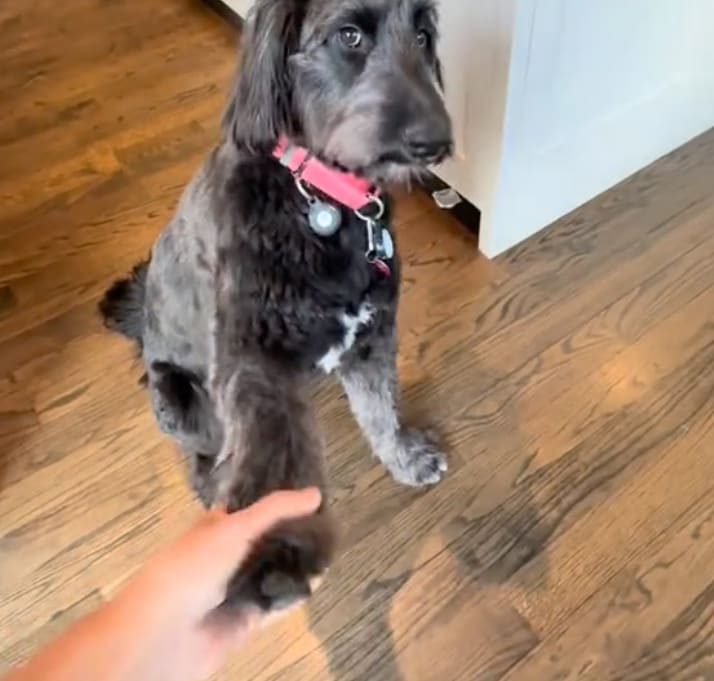 “We adopted Lady a few months ago and she hasn’t been the best listener...turns out she just speaks Spanish!! LATINA QUEEN,” the caption reads. 