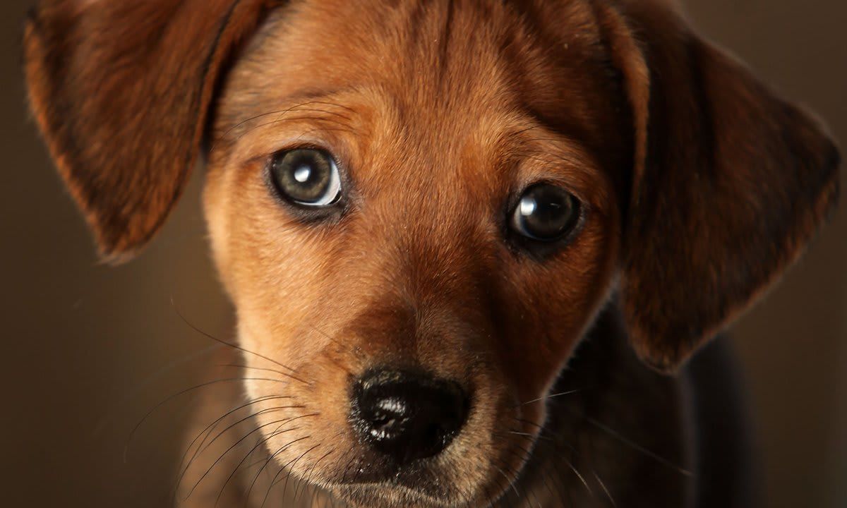 Animal Rescue Centres Feel The Strain After Christmas Pets Are Abandoned