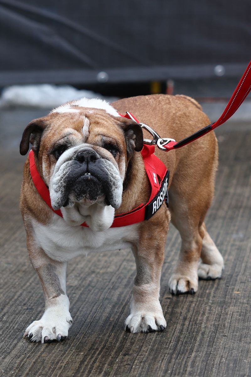 Roscoe, dog of Lewis Hamilton of Ferrari ahead of the Formula 1 British Grand Prix at Silverstone Circuit in Northampton, Great Britain 