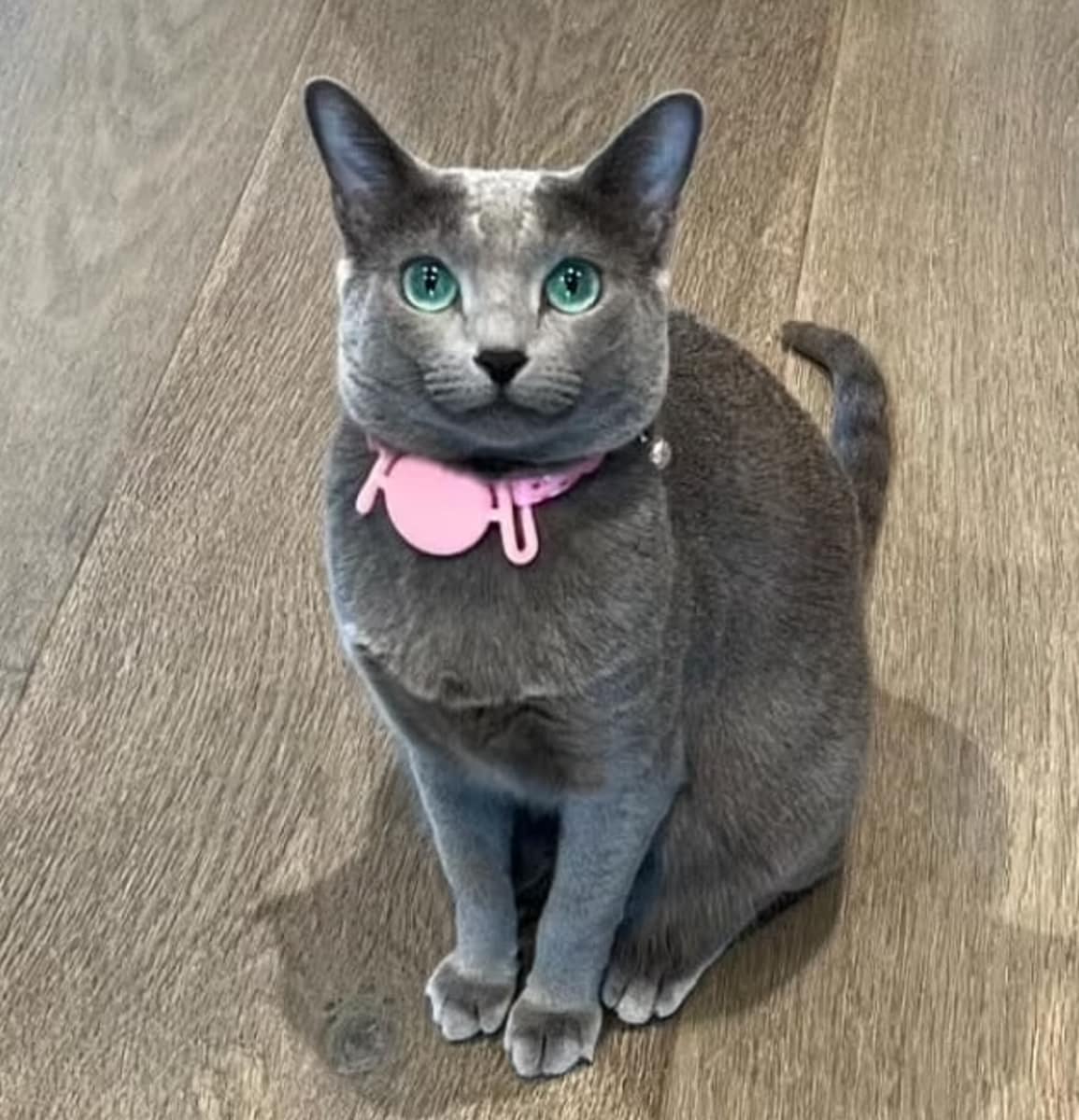 There have been many Kardashian/Jenner photoshop scandals, but Grey Kitty's is one of the funniest 