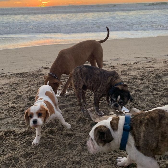 Alex Morgan Instagram dog birthday gang photo