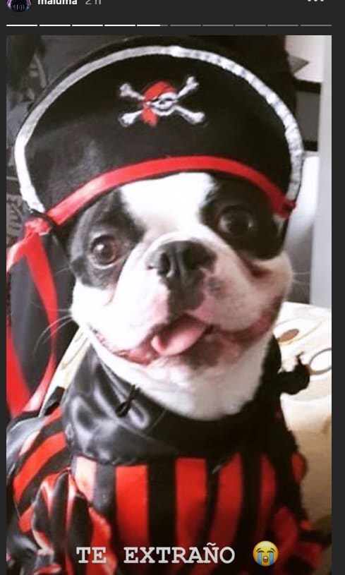 Las mascotas de los famosos tambien quieren 'dulce o truco'
