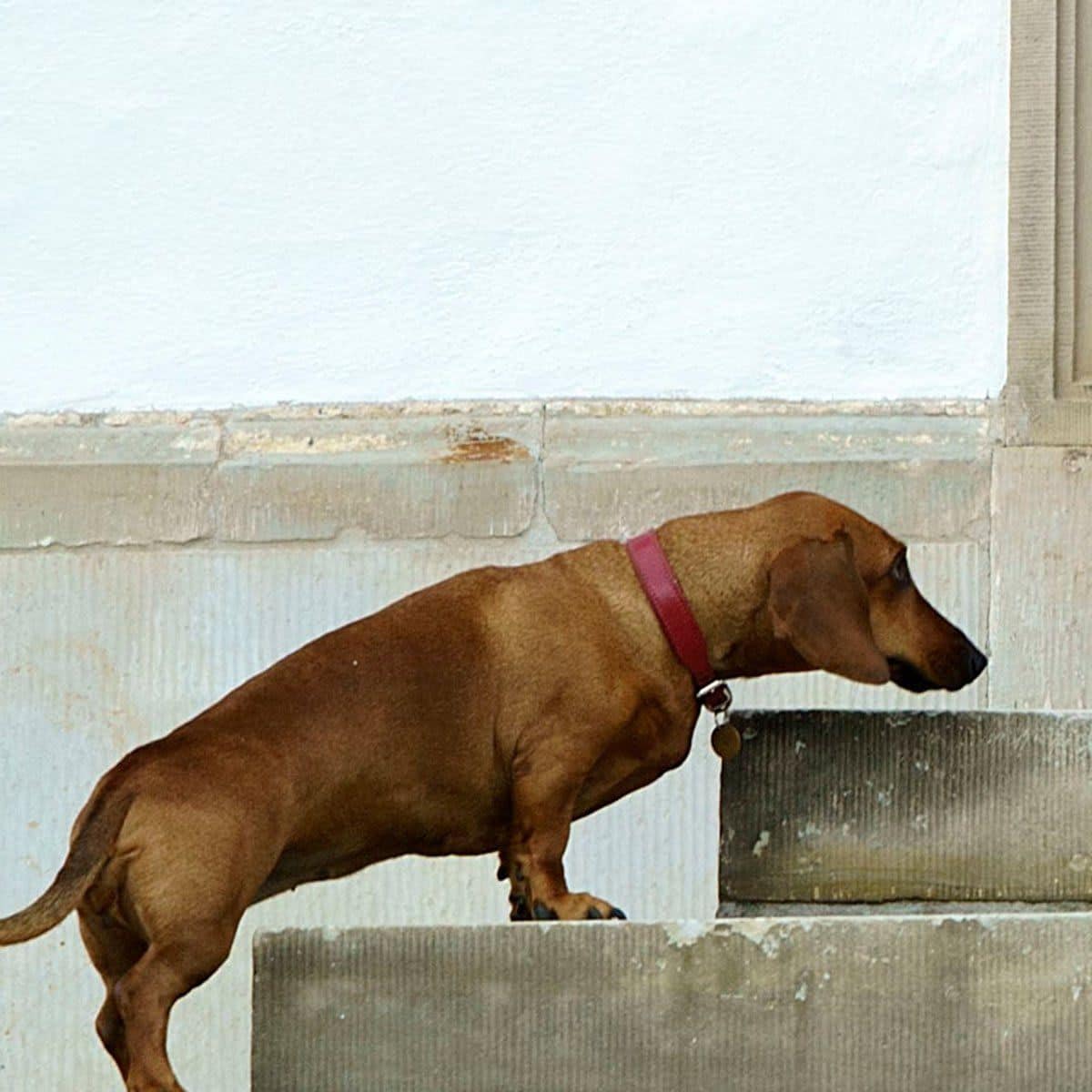 danish royal family dog