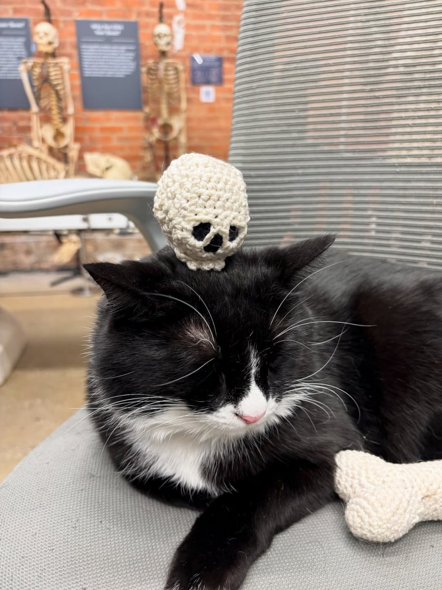 Visitors can often find Bone Jovi curled up in a chair at the front desk or exploring exhibits like Phantom and Odd Fellow.