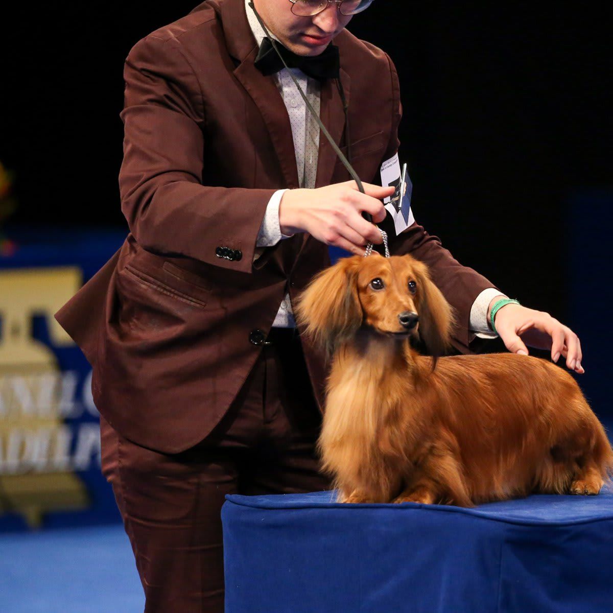 The National Dog Show Presented by Purina - Season 2021