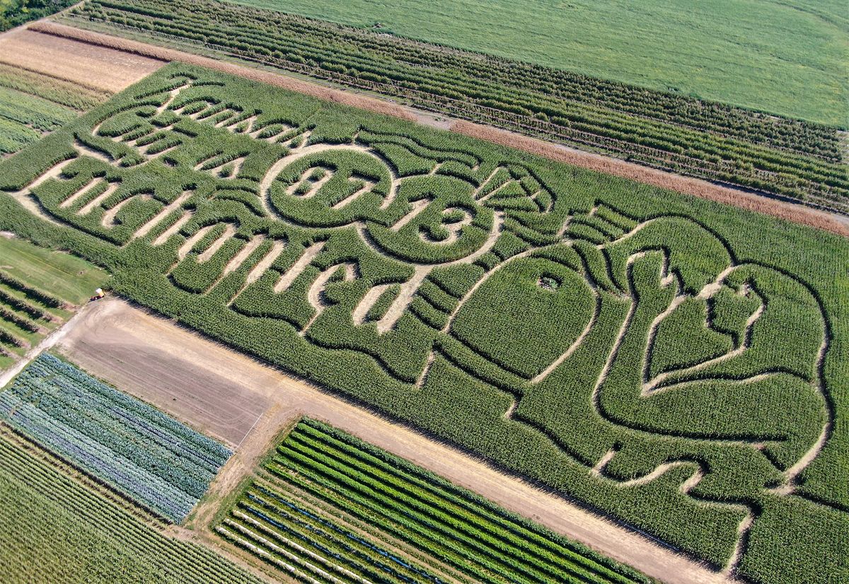 A corn maze celebrating the love story of Kansas City Chiefs tight Travis Kelce and pop superstar Taylor Swift has been carved by Precision Mazes into a 9-acre cornfield at Johnson Farms Plants and Pumpkins in Belton, Missouri. 