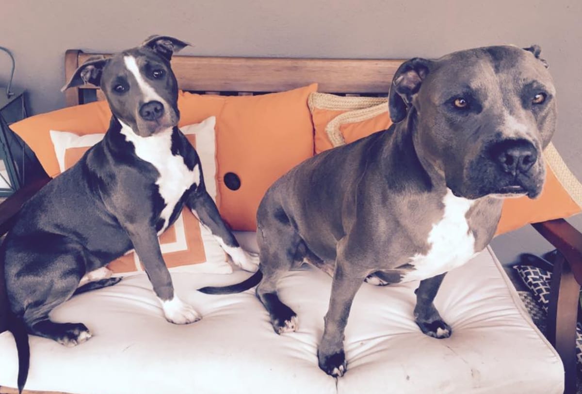 “I hope anyone thinking about adoption opens their hearts to these deserving animals,” the actor said.