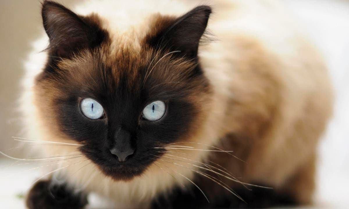 Ragdoll cat