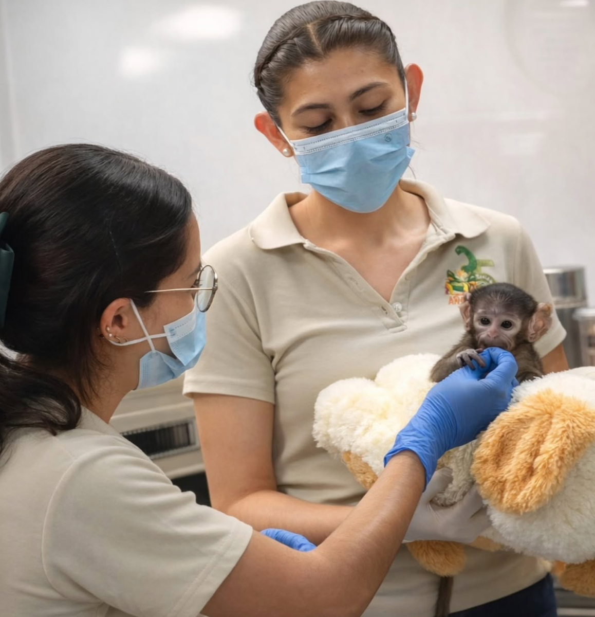 Yuji lives at the Guadalajara Zoo in Mexico and belongs to the species Erythrocebus patas, commonly known as the patas monkey. Yuji was born in early 2026 at the Guadalajara Zoo.
